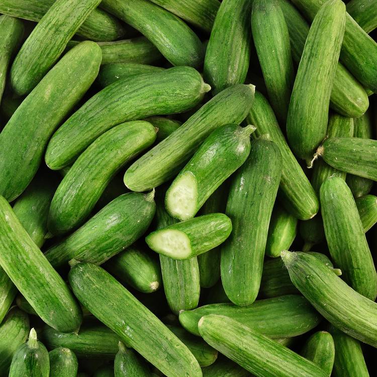 Le Mini concombre BIO