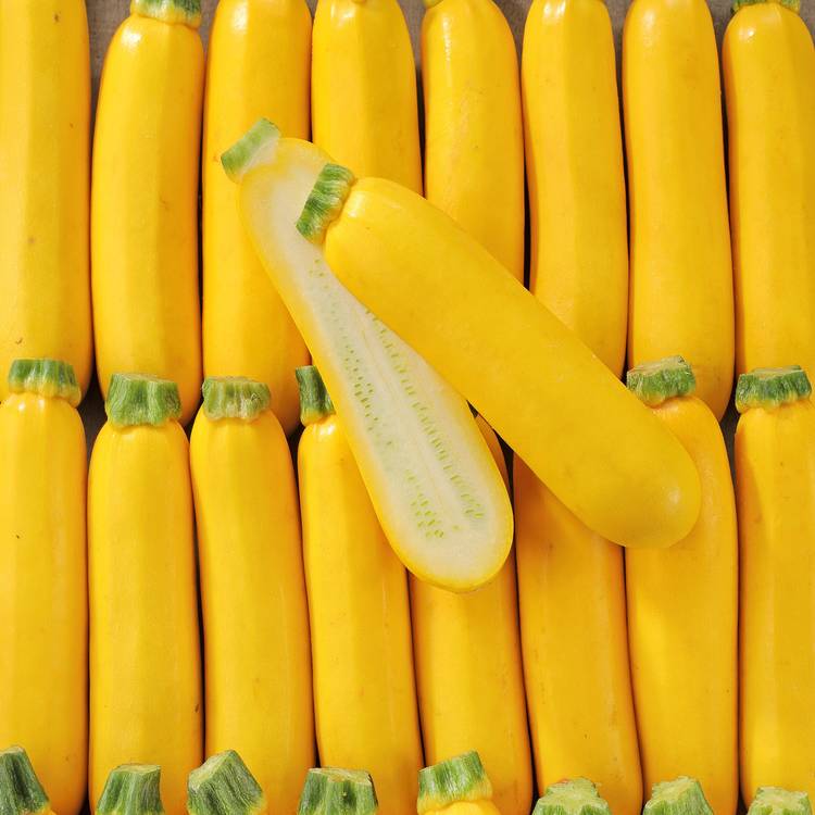 La Courgette jaune BIO