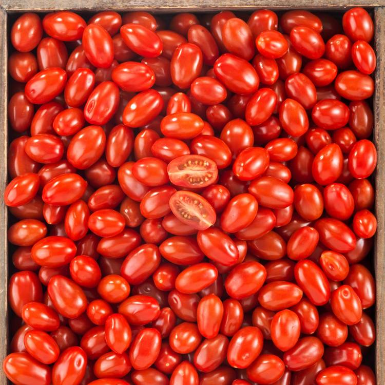 La Tomate cerise rouge allongée BIO