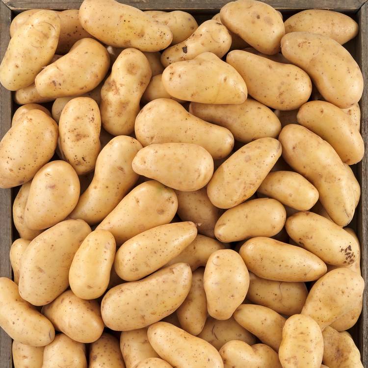 La Pomme de terre BIO non lavée Acoustic