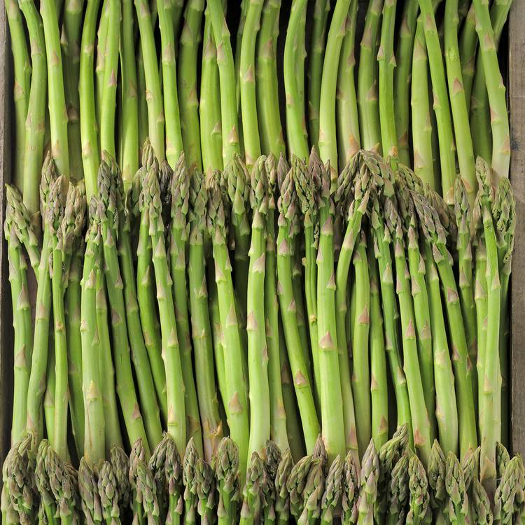 L'Asperge verte BIO