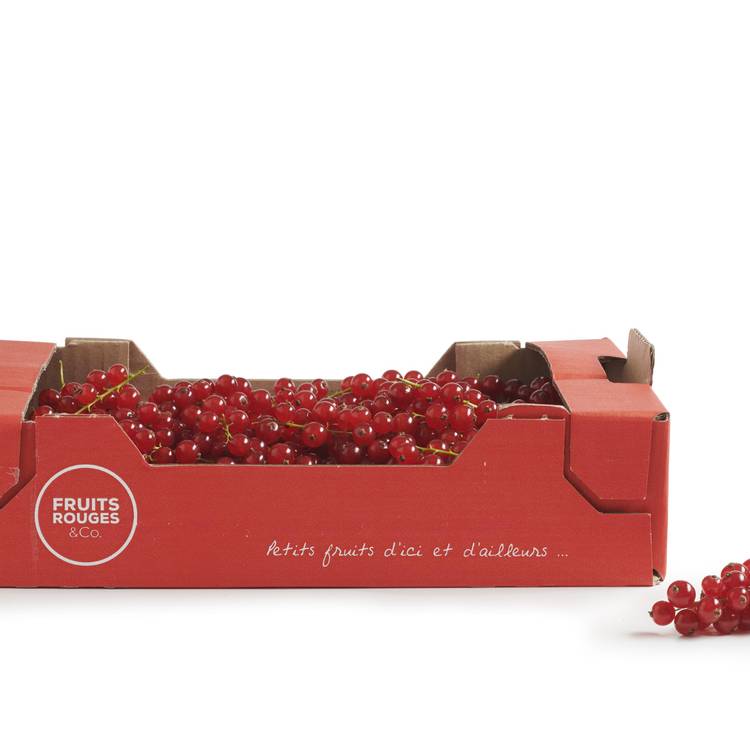 La Groseille rouge pour confiture en colis de 1kg - 3