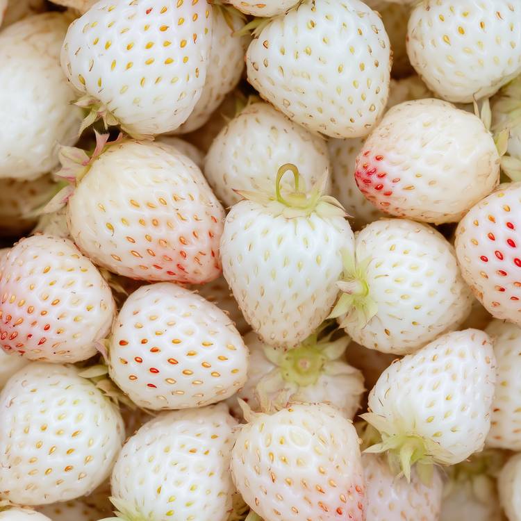 La Fraise blanche