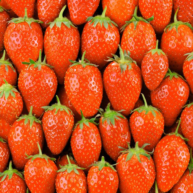 La Fraise ciflorette