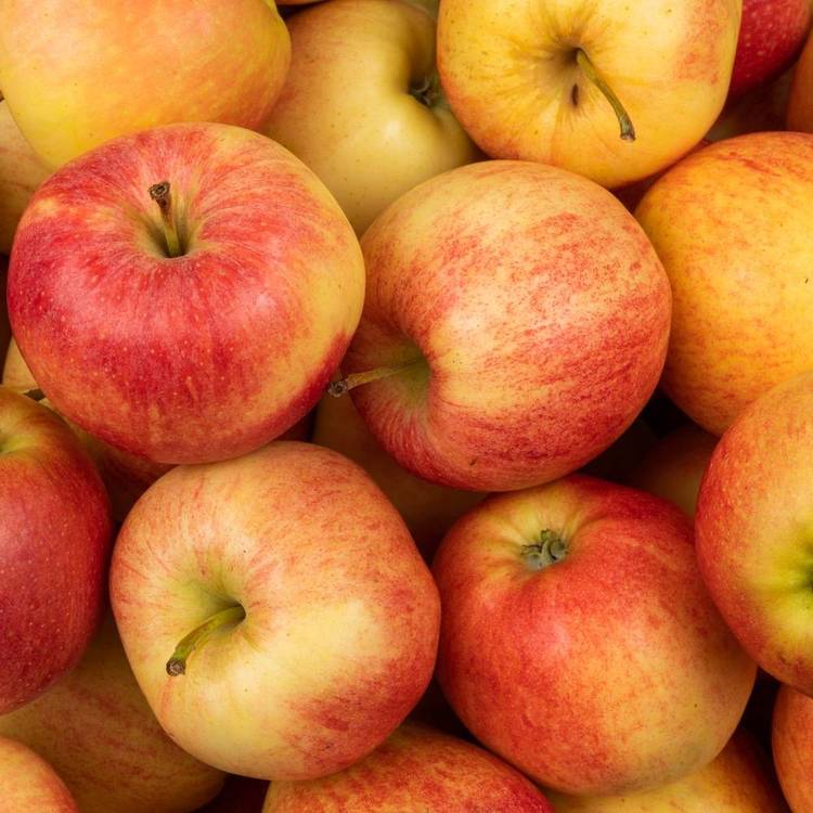 La Pomme spéciale compote en colis de 8kg (variété selon arrivage)