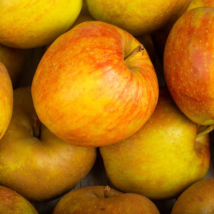 La Pomme spéciale compote en colis de 5kg (variété selon arrivage) - 2