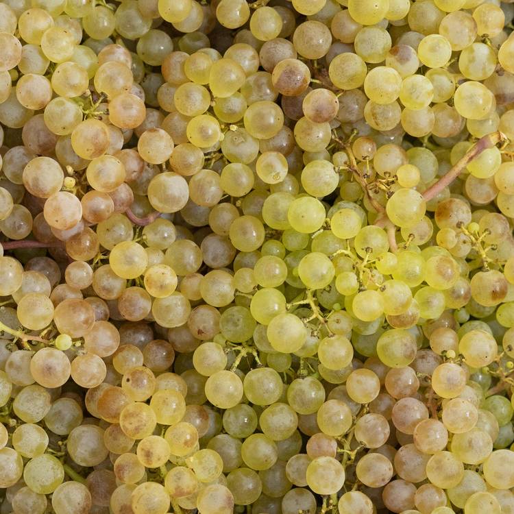 Le Raisin chasselas de Moissac AOP