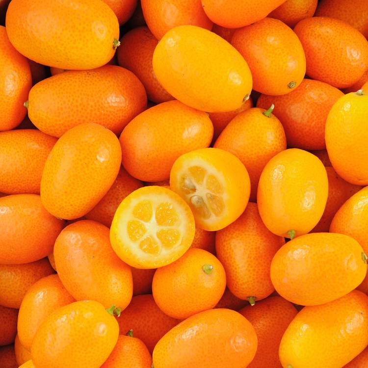Le Kumquat - 1