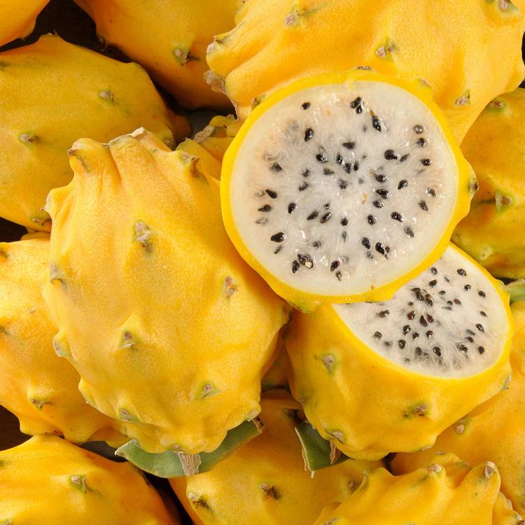 Le Pitaya jaune (ou Fruit du Dragon jaune) - 1