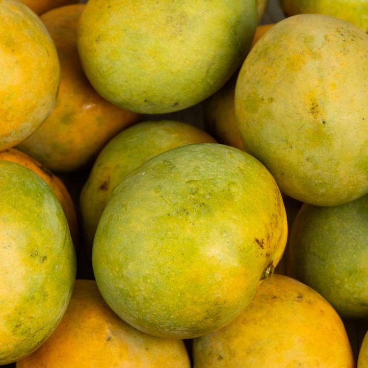 La Mangue BIO