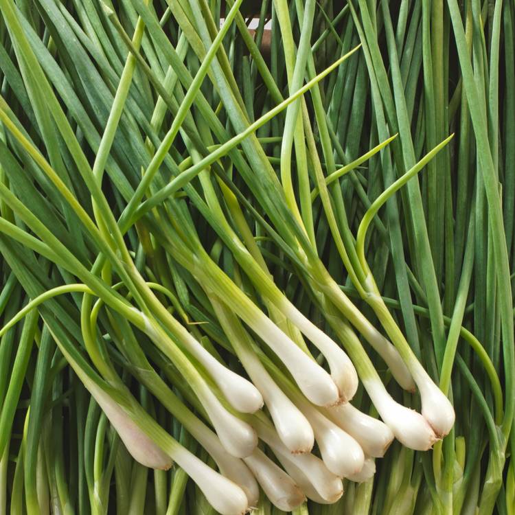Achat Oignons Verts En Ligne Livraison Rapide Mon march fr