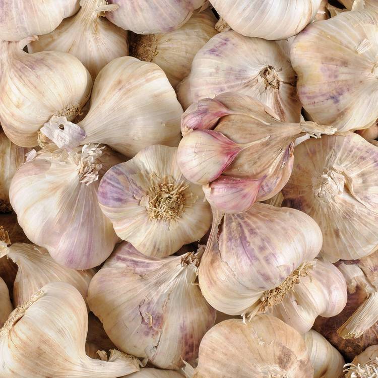 L'Ail violet en filet