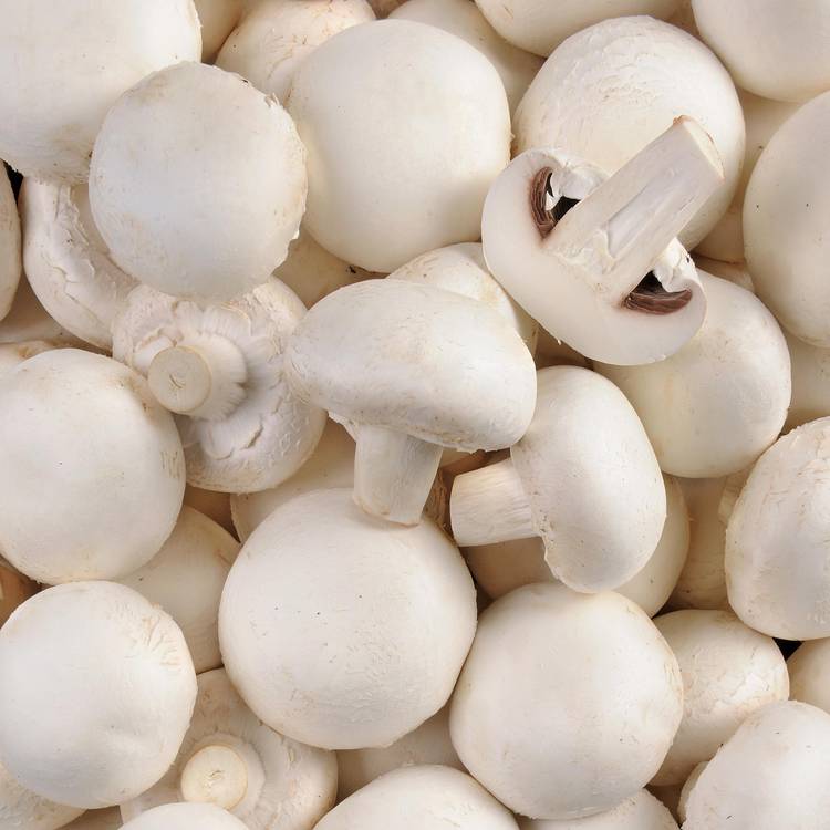 Le Champignon blanc en barquette