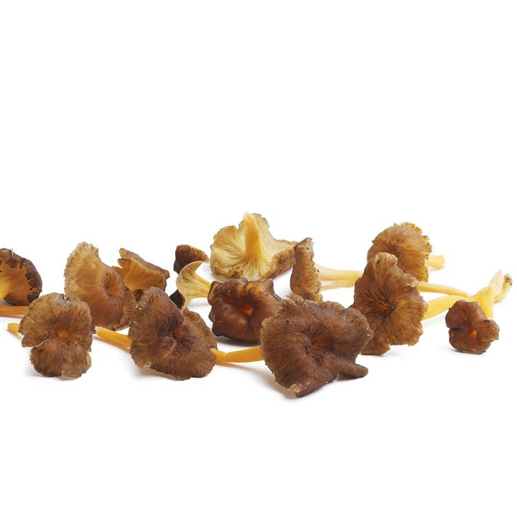 La Chanterelle jaune - 3