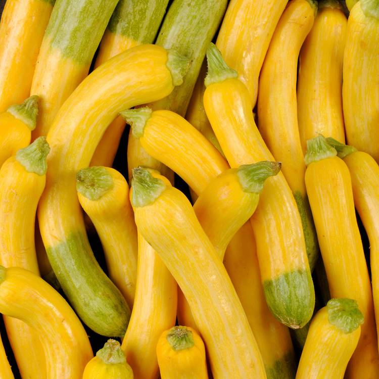 La Courgette zephyr HVE