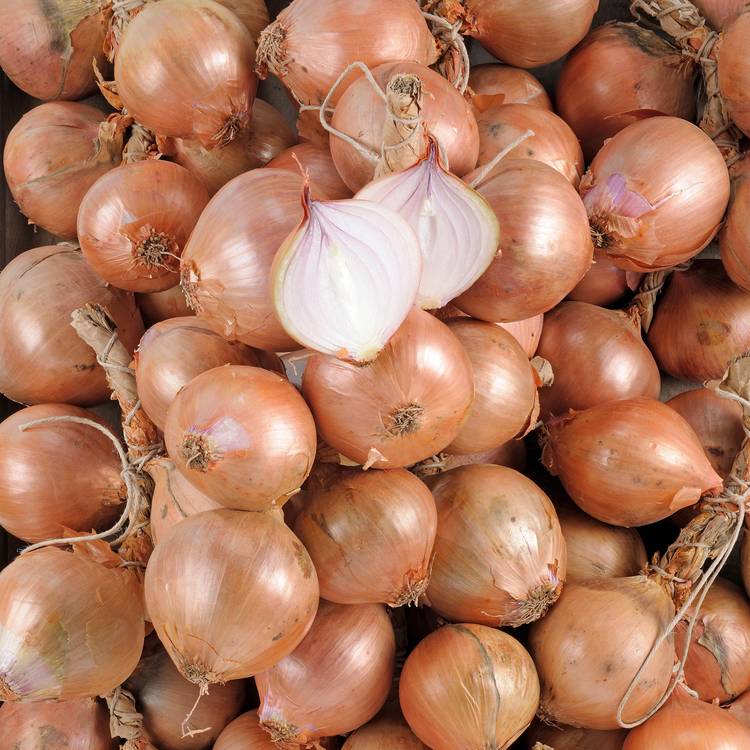 L'Oignon rose de Bretagne Tresse