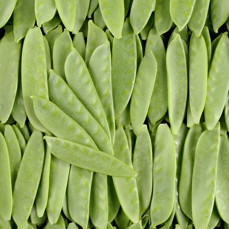 Pois Mangetout
