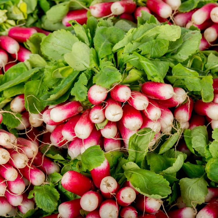 Le Radis rose botte BIO