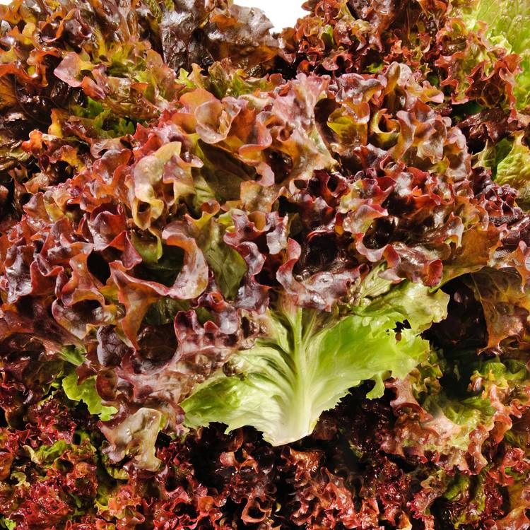 La Salade batavia rouge - 1