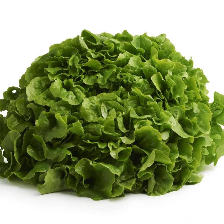 La Salade feuille de chêne verte HVE - 2