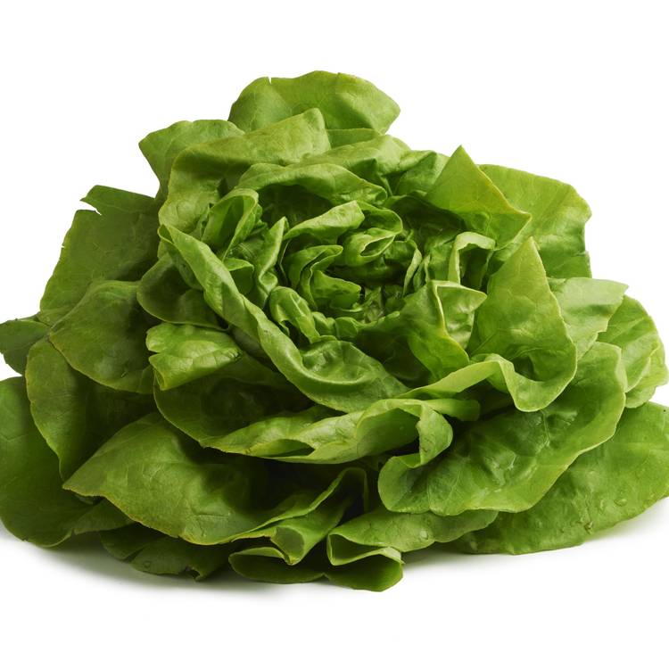 La Salade laitue verte - 2