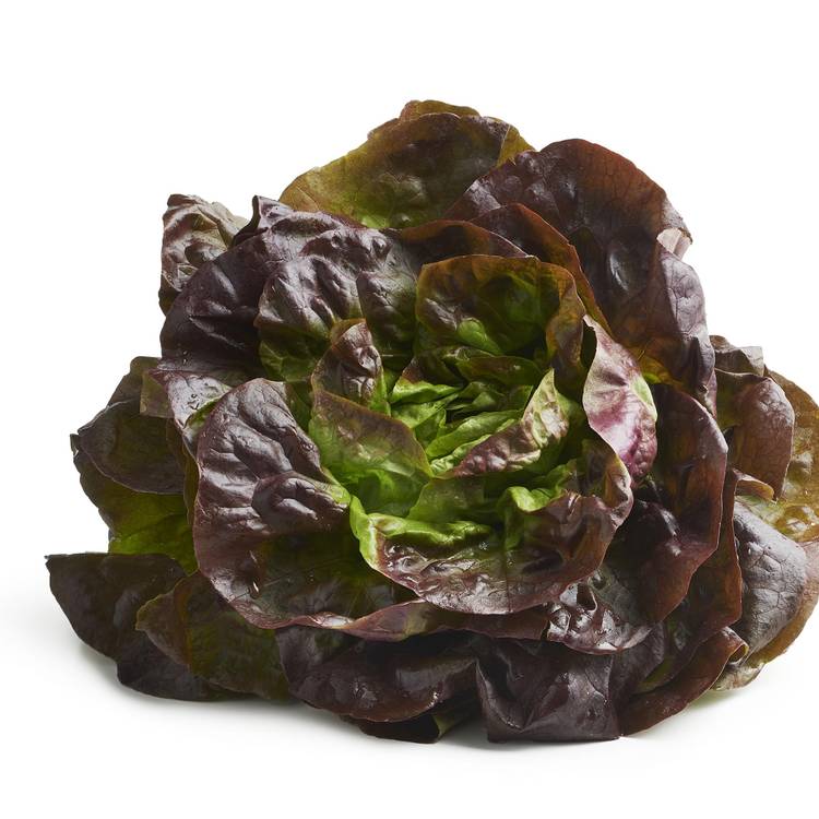 La Salade laitue rouge - 2
