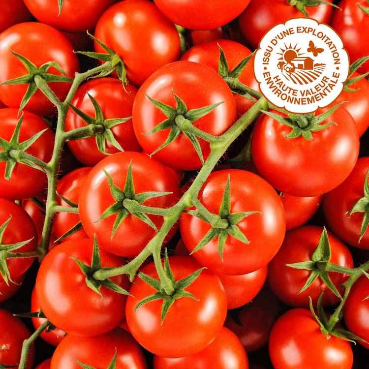 La Tomate grappe sélection HVE - 1