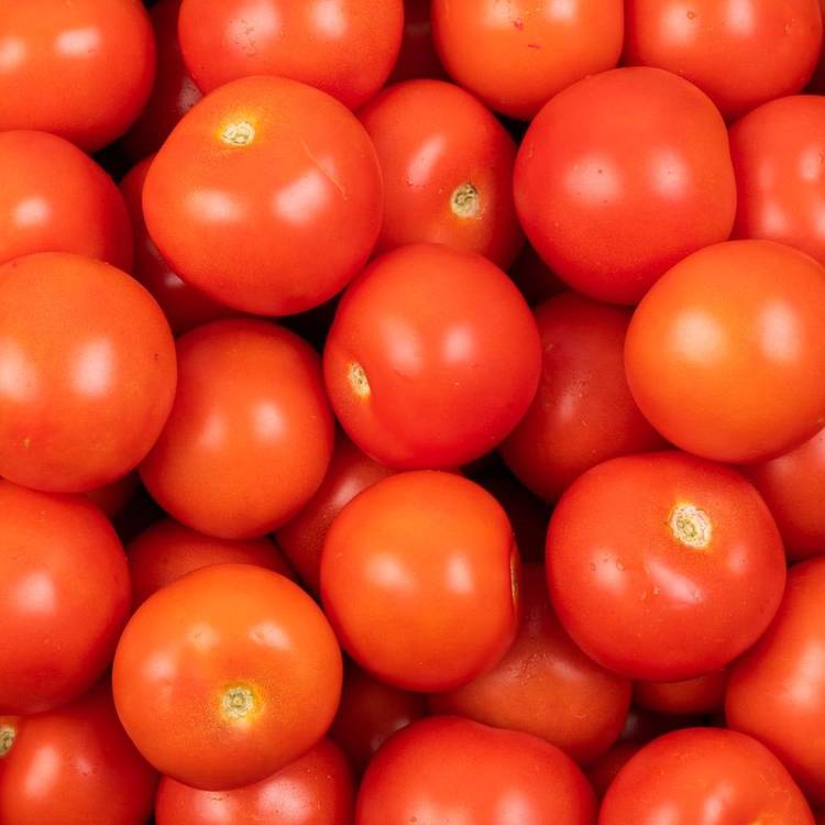 La Tomate rouge ronde en filet de 1kg - 1