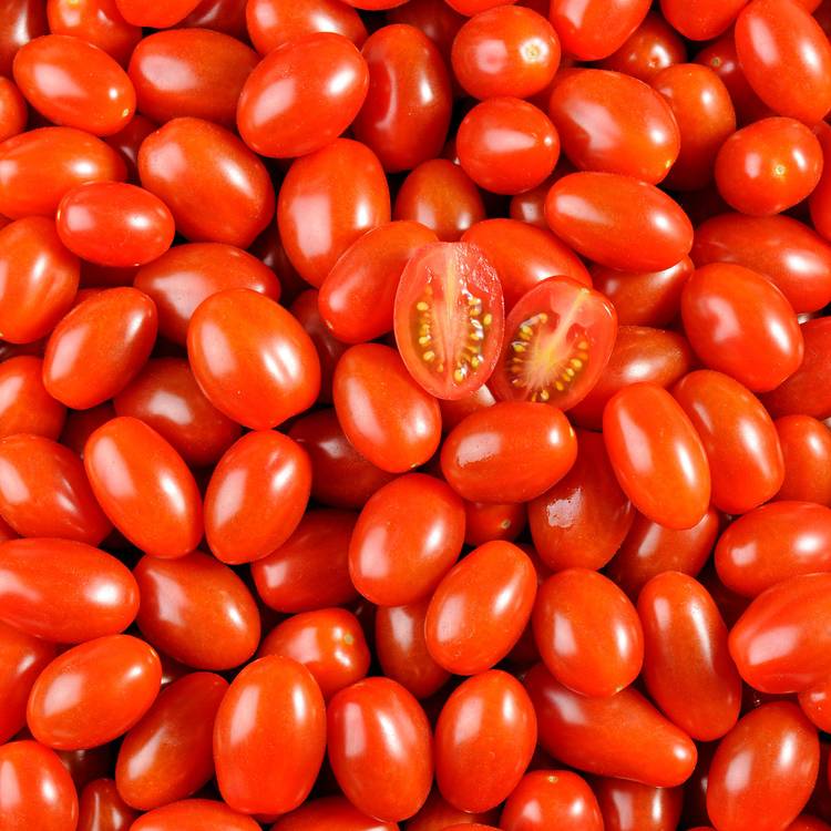 La Tomate cerise rouge allongée - 1