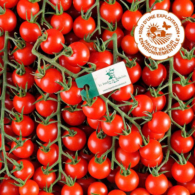 La Tomate cerise rouge grappe HVE du "Jardin de Rabelais" - 1