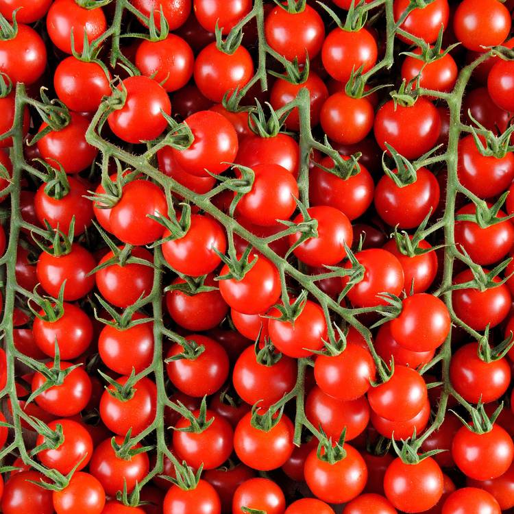 La Tomate cerise rouge HVE - 1