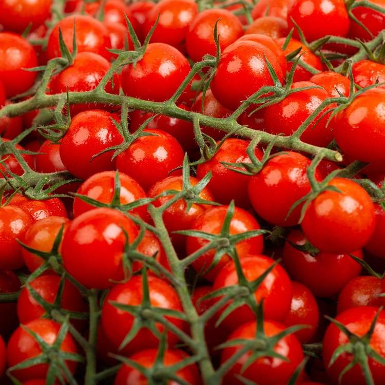La Tomate cerise rouge grappe HVE du "Jardin de Rabelais" - 1