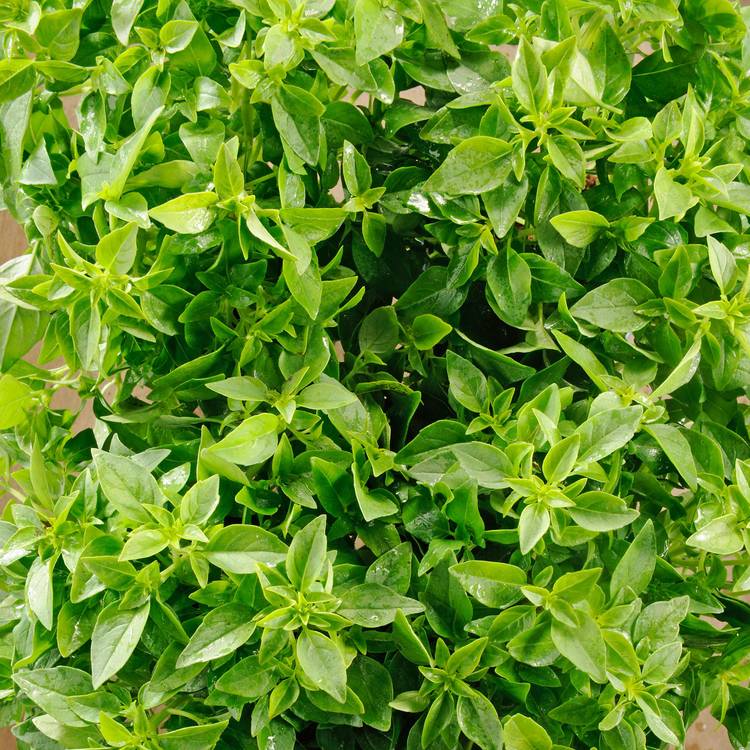 Le Basilic à petites feuilles en pot HVE - 3