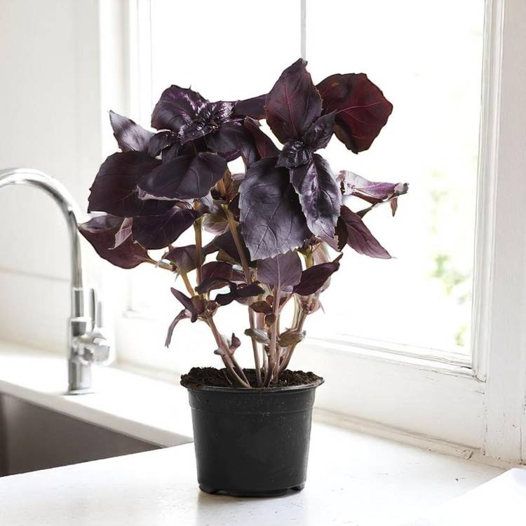 Le Basilic rouge en pot HVE