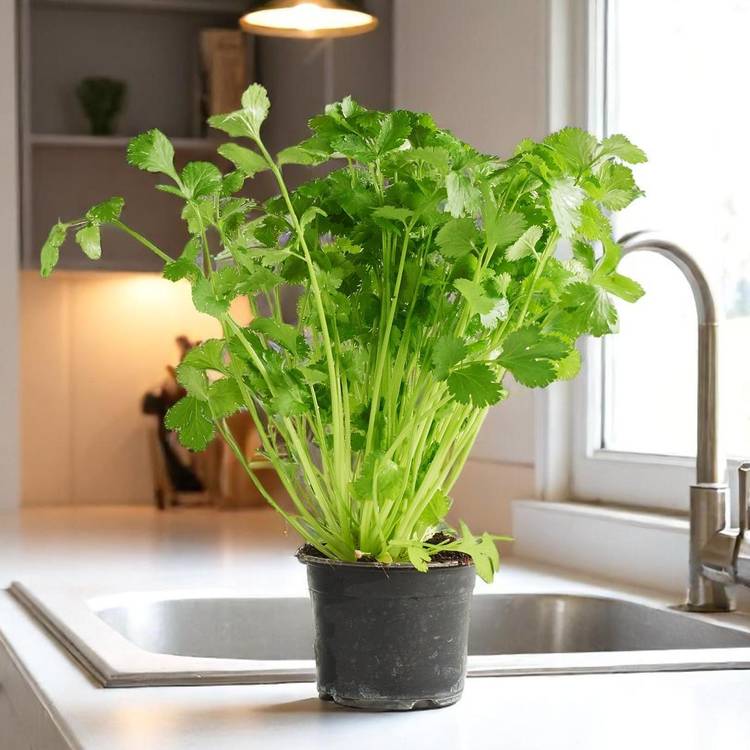 La Coriandre en pot HVE