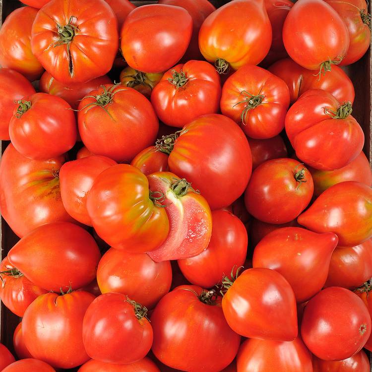 La Tomate cœur de bœuf - Sélection variété ancienne