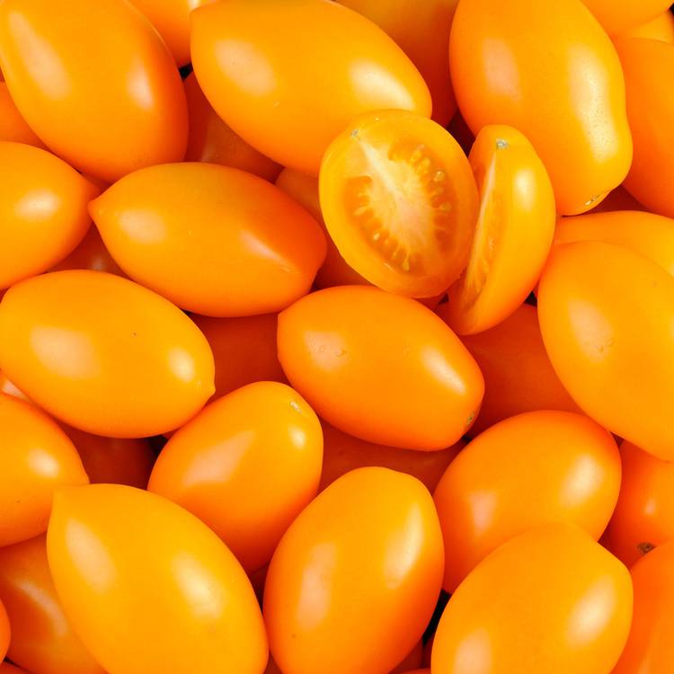 La Tomate organza - Sélection variété ancienne & gustative - 1