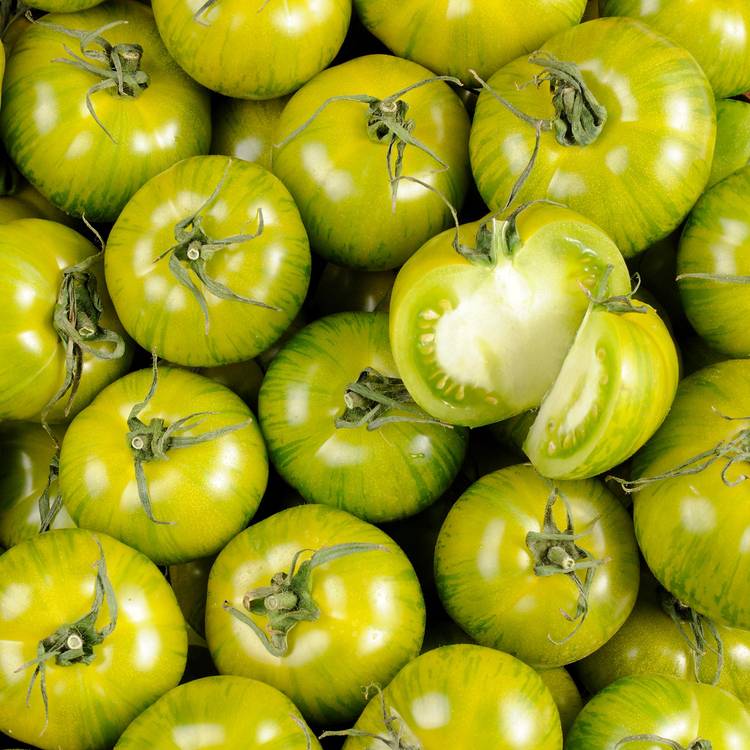 La Tomate zébrée verte- Sélection variété ancienne - 1