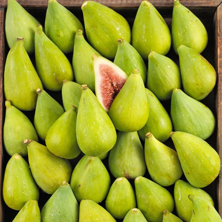 La Figue verte
