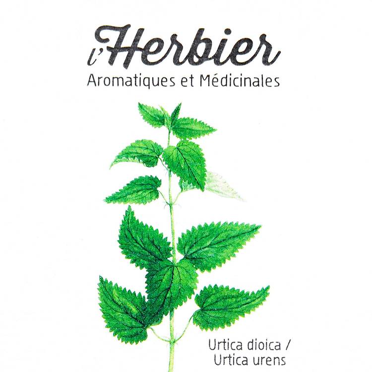 Les Feuilles d'ortie piquante BIO - 3