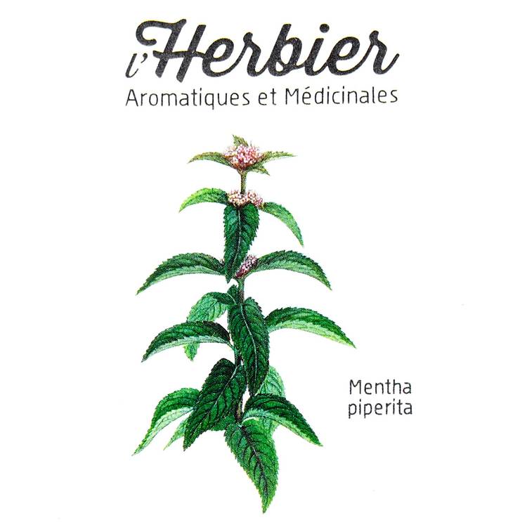 Les Feuilles de menthe poivrée BIO - 3