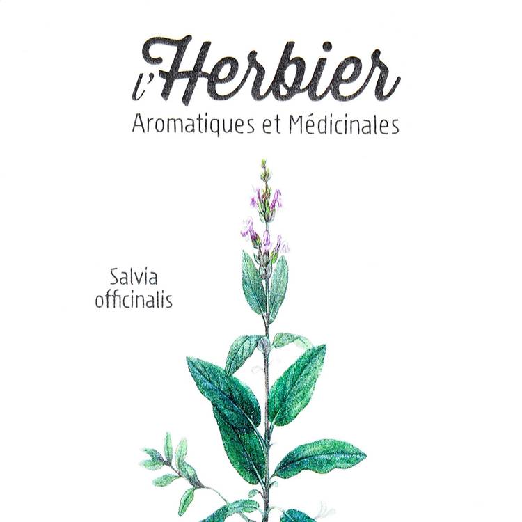 Les Feuilles de sauge BIO - 2