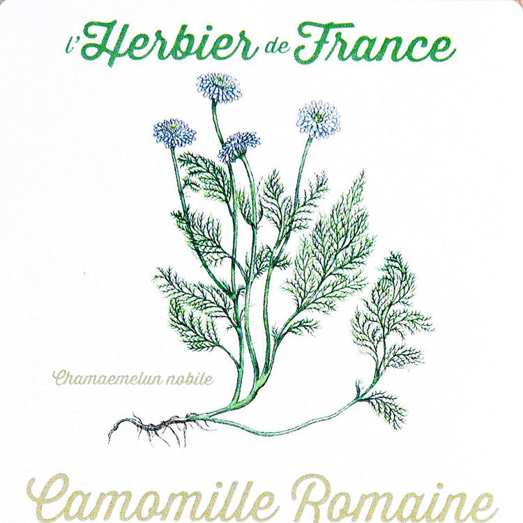 Les Fleurs de camomille romaine BIO - 2