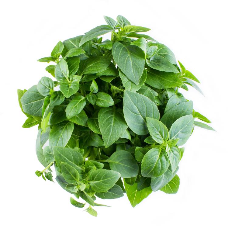Le Basilic grec 15g "Infarm" - 2