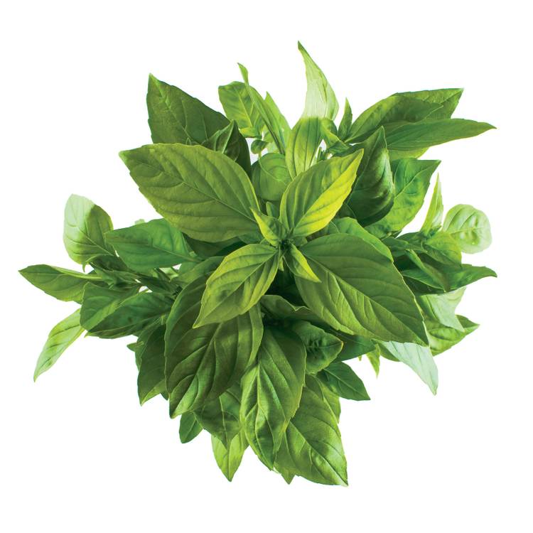 Le Basilic thaï 15g "Infarm" - 3