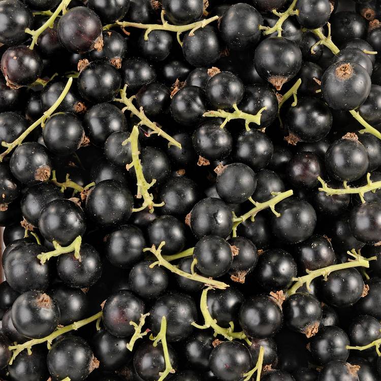 Le Cassis 125g