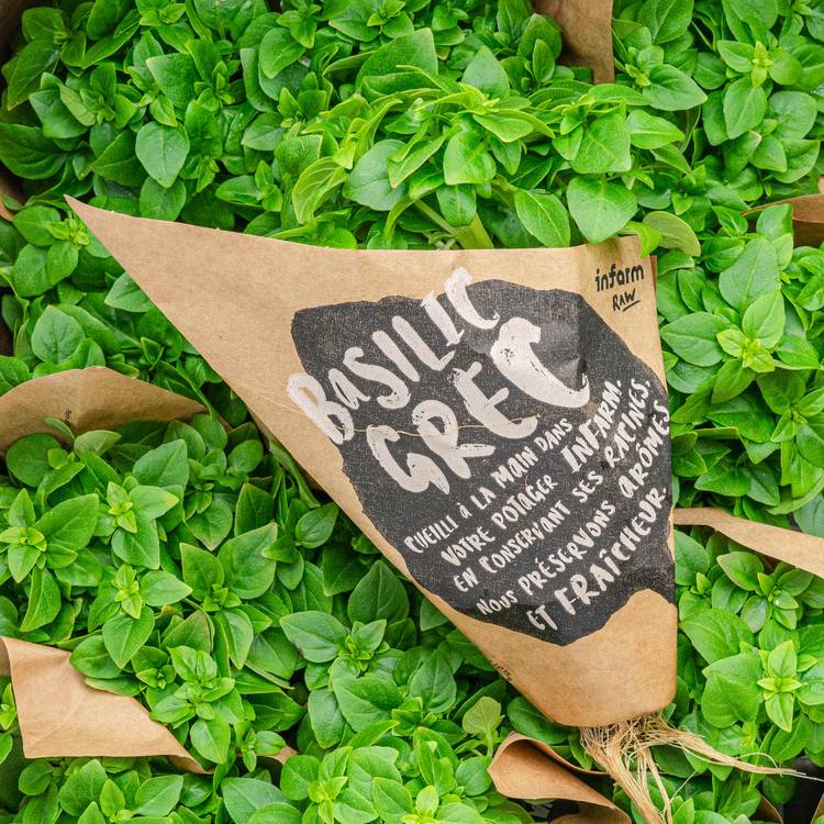 Le Basilic grec 15g "Infarm"