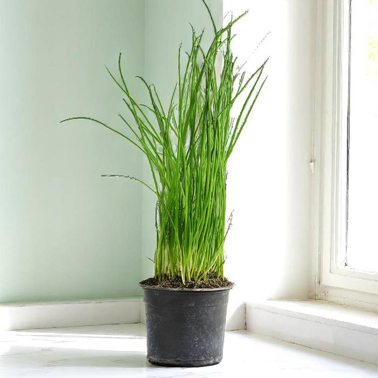 La Ciboulette en pot HVE
