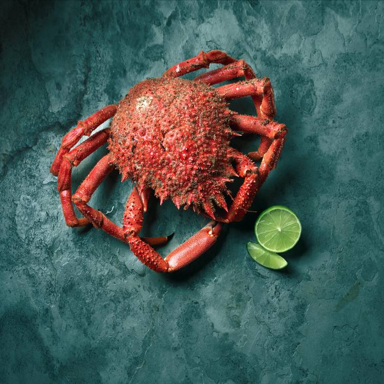 L'Araignée de mer cuite entière - 2