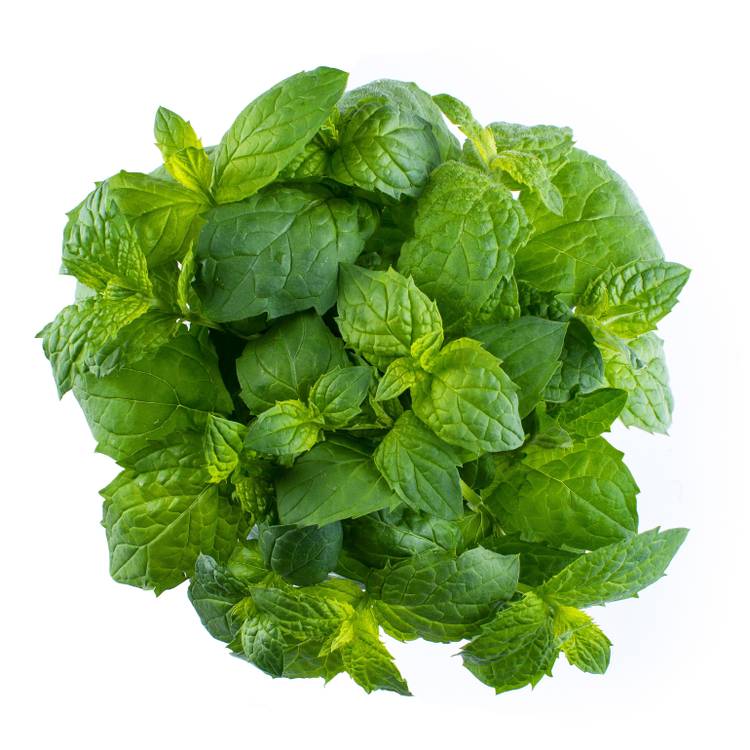 La Menthe 15g "Infarm" - 2